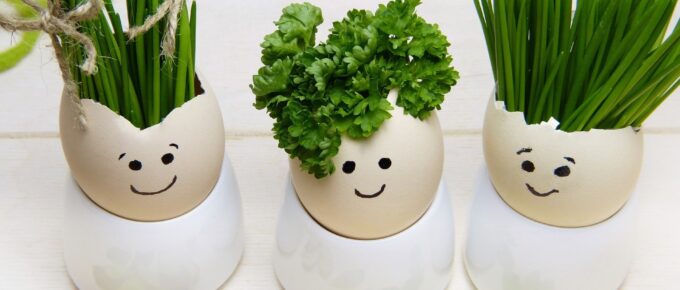 Eggshells with smiley faces and parsely, chives, and grass gorwing as hair