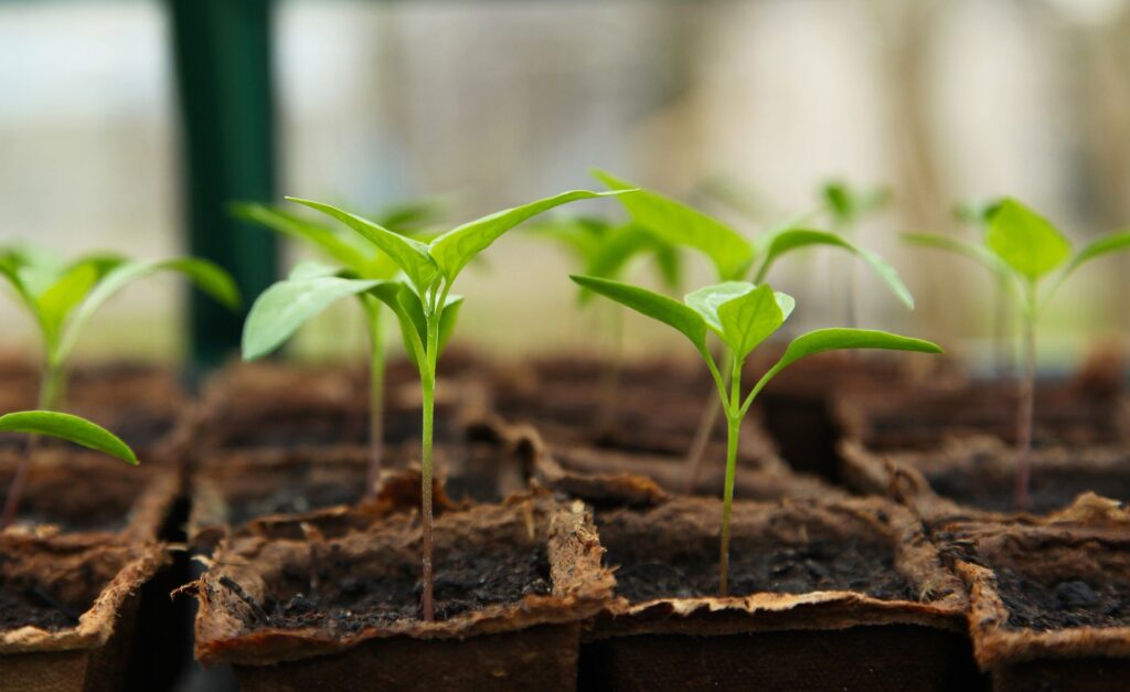 Spring time starter baby plants