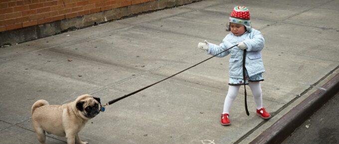 little girl pulling pet on leash