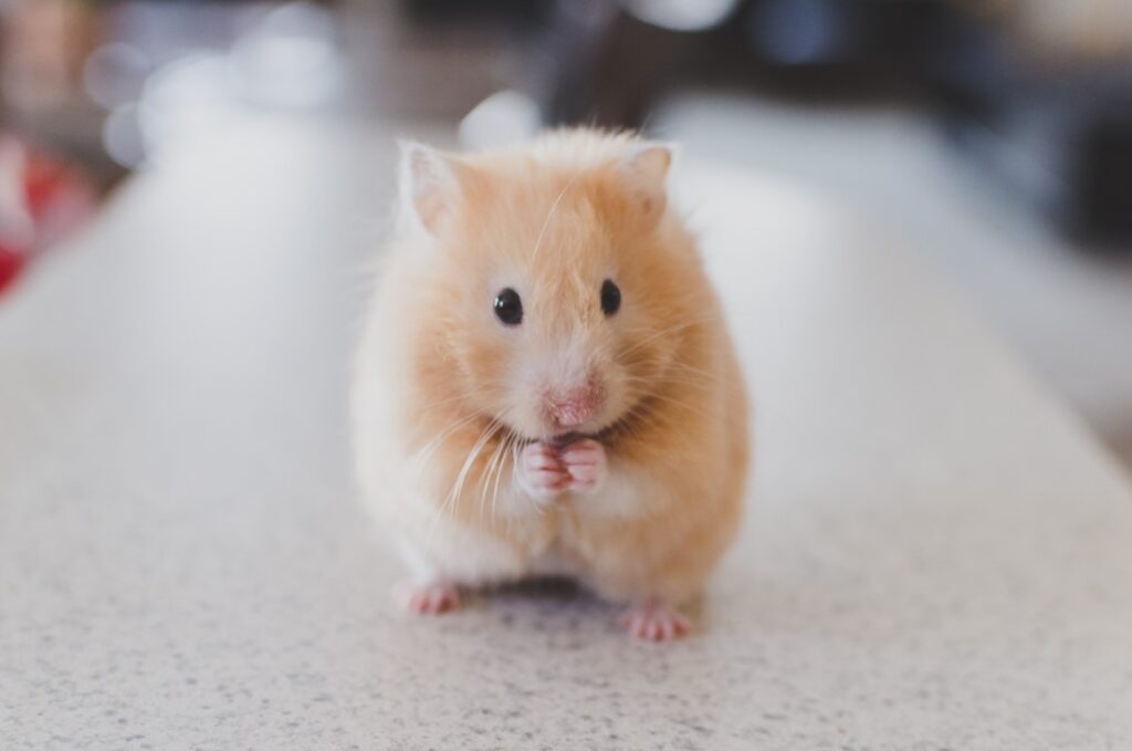 Pets: a cute hamster