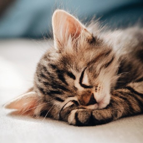 sleeping kitten, cute pets